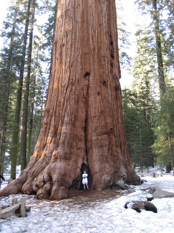 The General Sherman Tree is a California Landmark