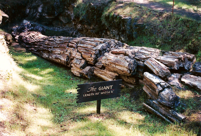 Petrified Forest in Sonoma County