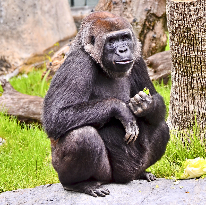 San Diego Zoo Gorilla