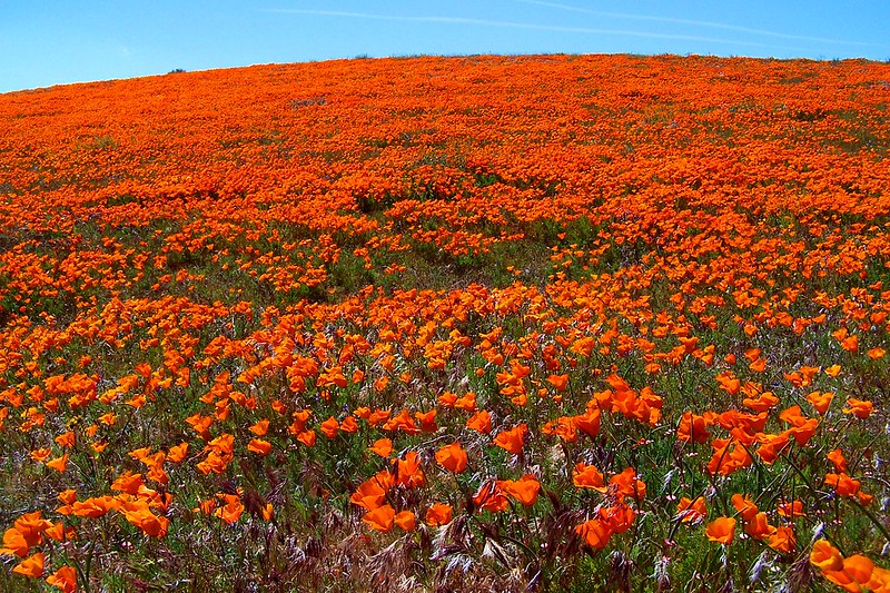 Antelope Valley Poppy Fields are a California landmark in the spring