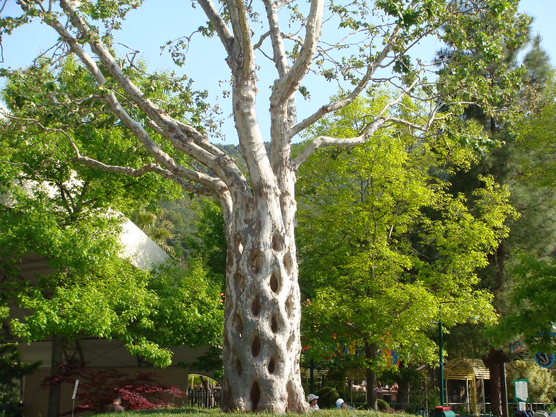 Circus trees of Gilroy Gardens