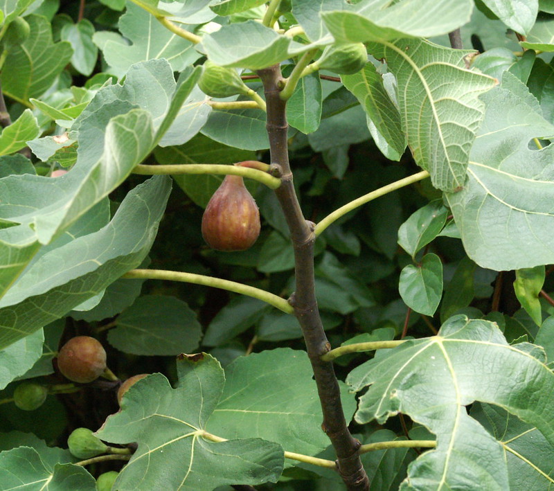 fig trees are good options for patios