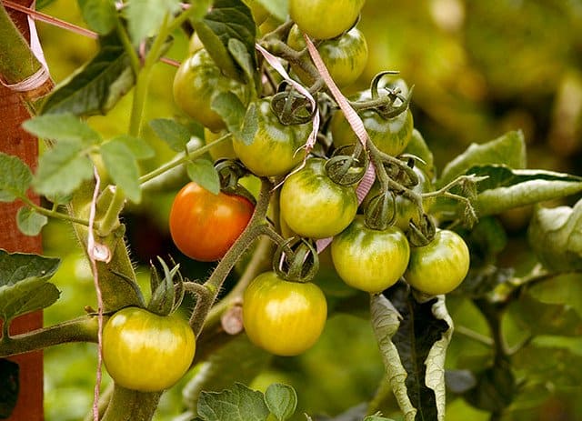 fertilize your tomatoes to ensure a robust tomato yield