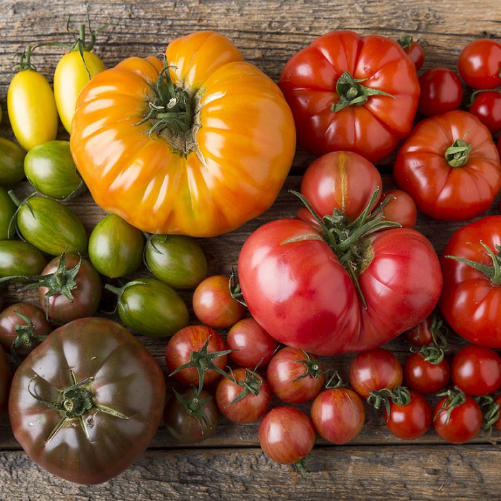 Tomato Growing Tips: 10 Secrets to a Successful Tomato Crop