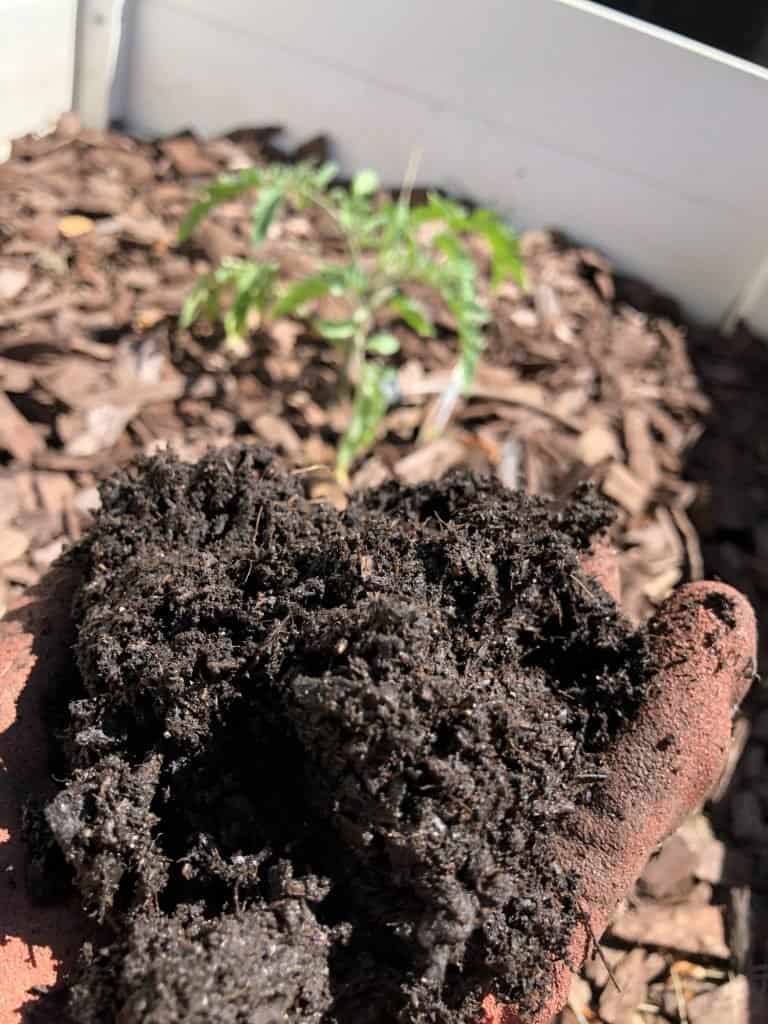great tomatoes begin with great soil