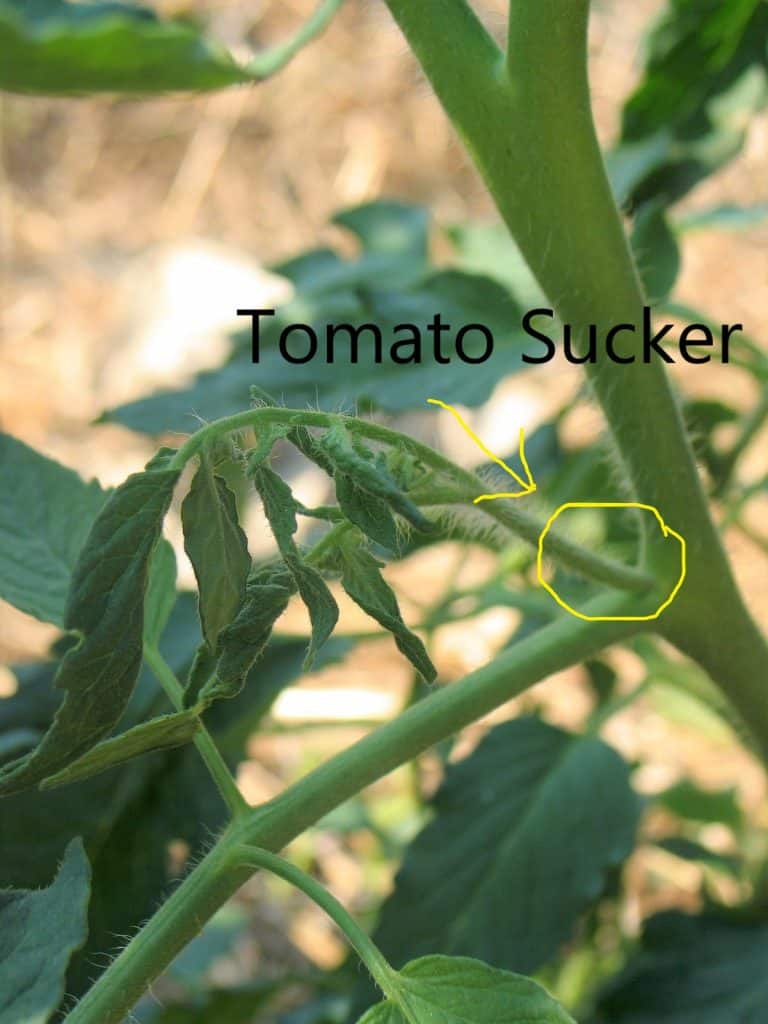 One of my best tomato growing tips is to remove suckers to promote plant growth and production