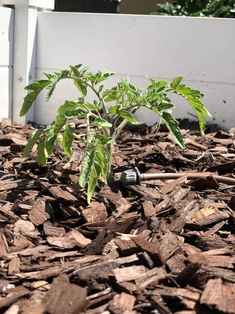 drip irrigation is a great way to water your tomato plants