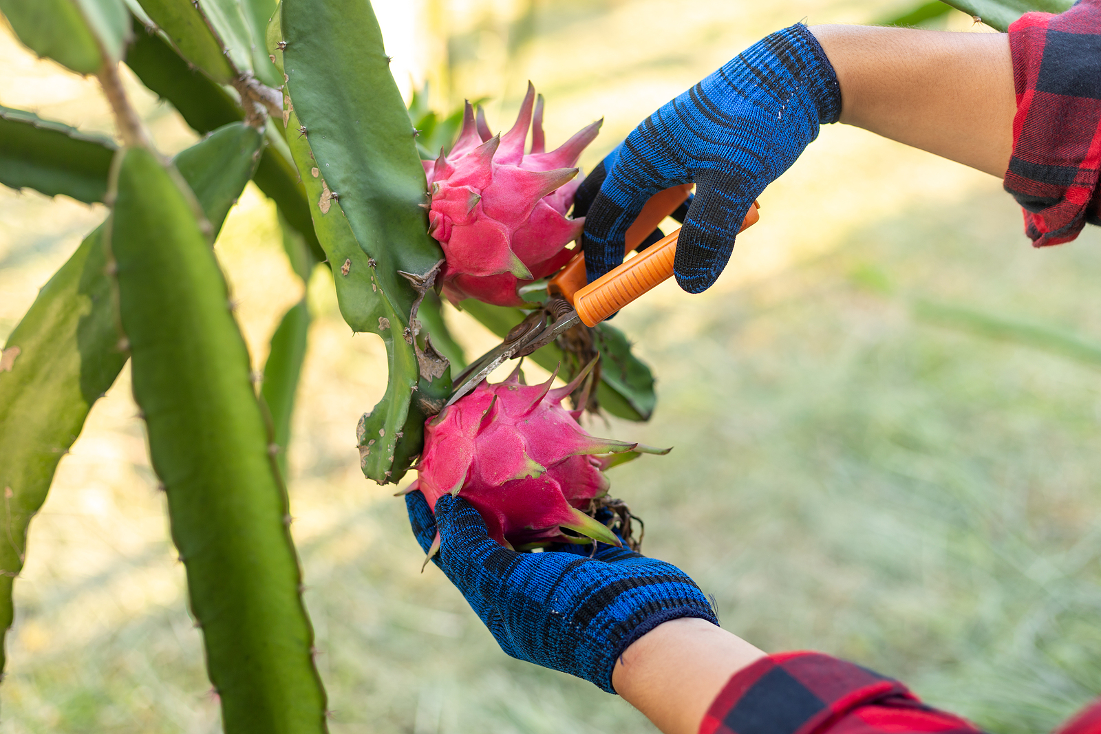 Dragon fruit are easy to grow in your backyard