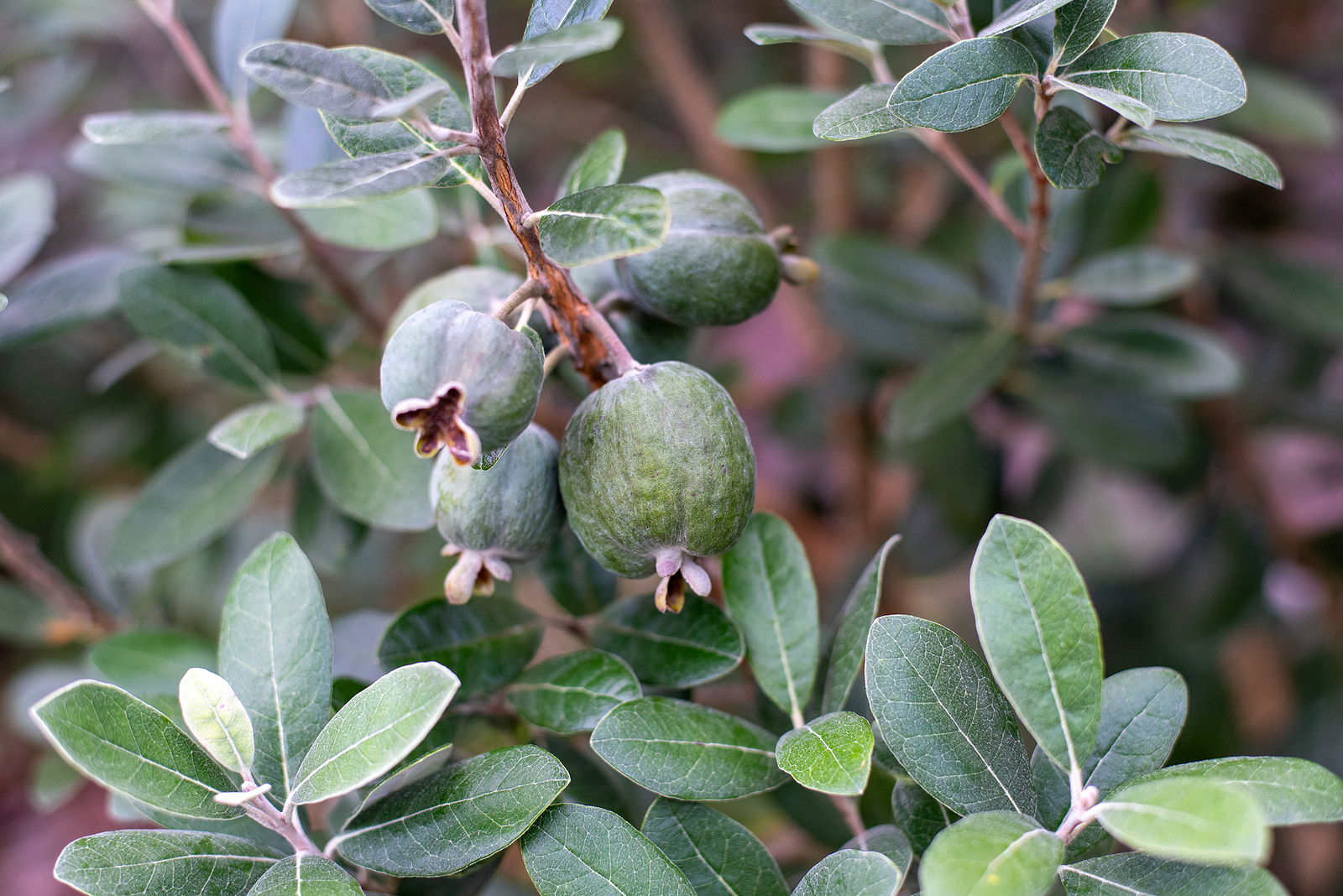 Pineapple guava fuit tree