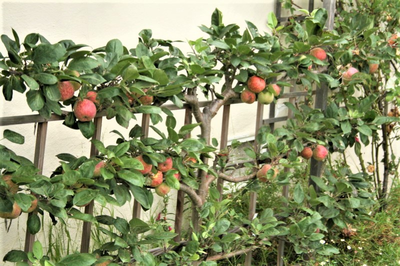 Espalier apples are good container fruit trees. 