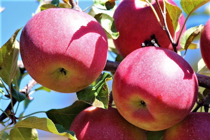fuji apples growing on a tree