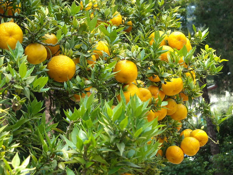 clementines are great container fruit trees