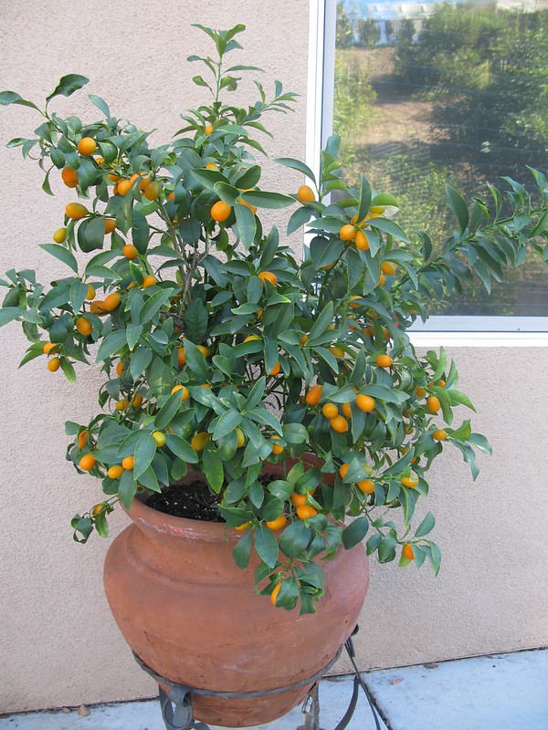 Kumquats are excellent container fruit trees