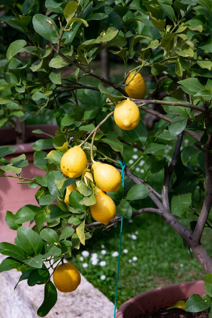 A lemon is one of the best container fruit trees