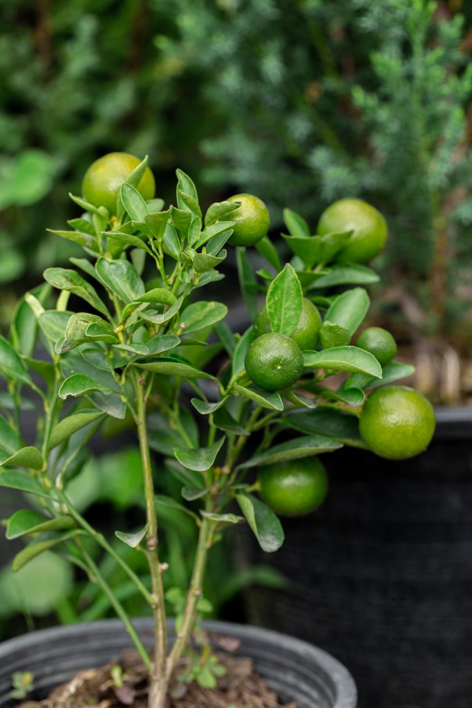 limes are a great container fruit trees for your patio