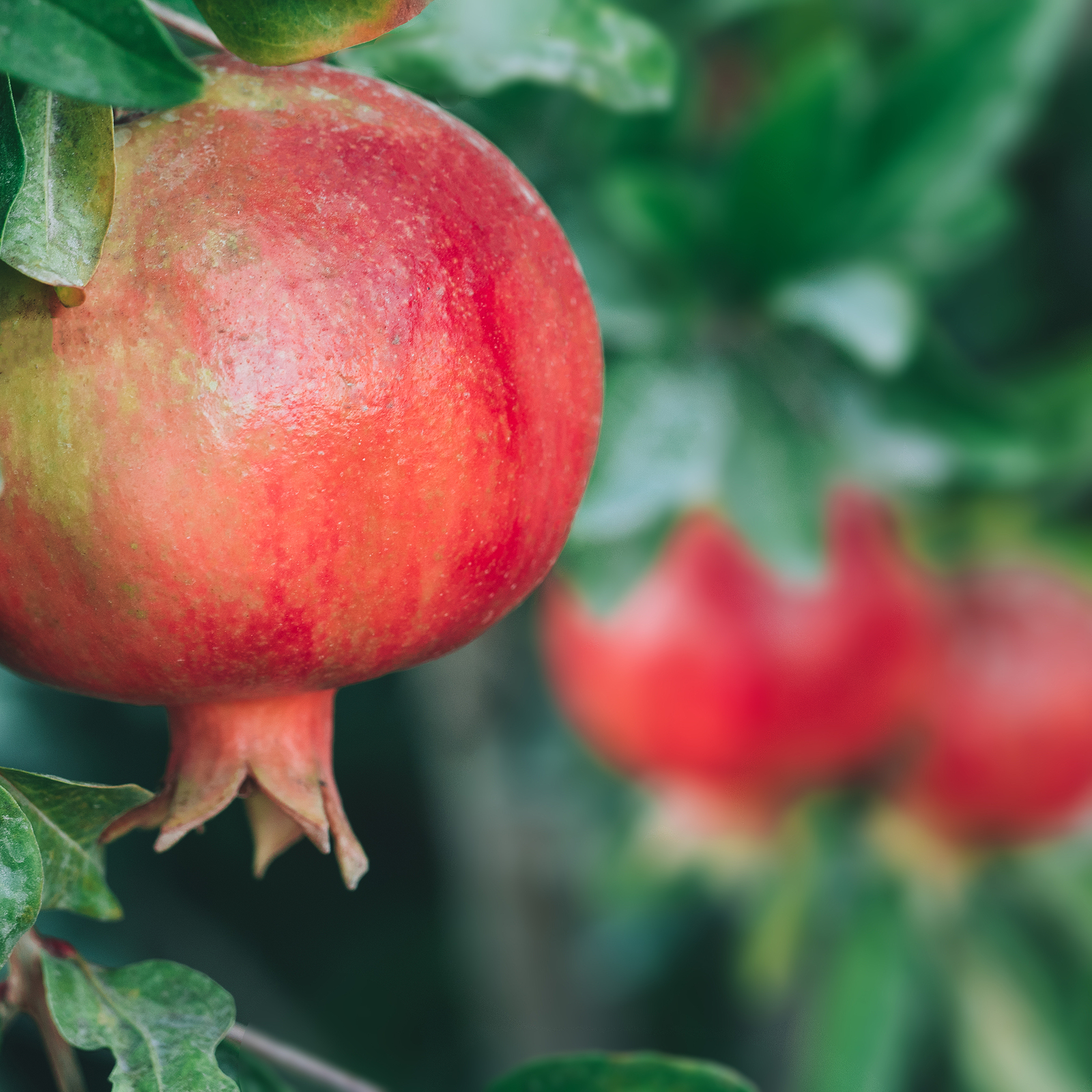 Pomegranate make for excellent patio fruit trees