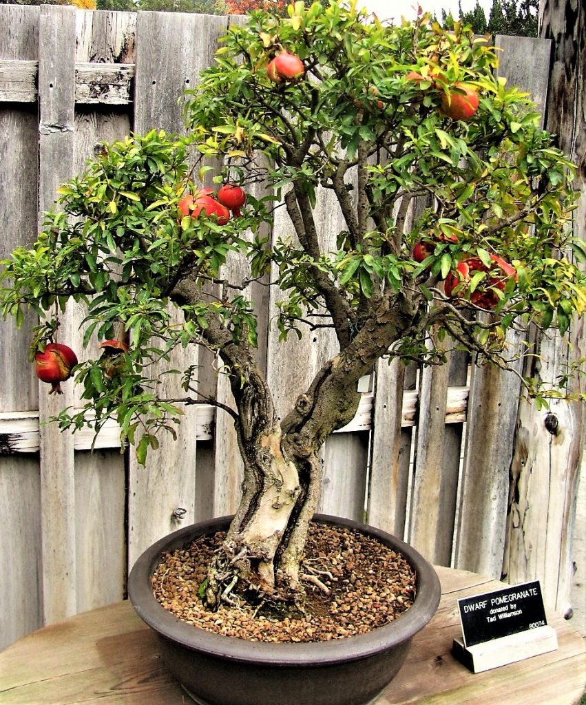A pomegranate makes for an attractive patio fruit tree