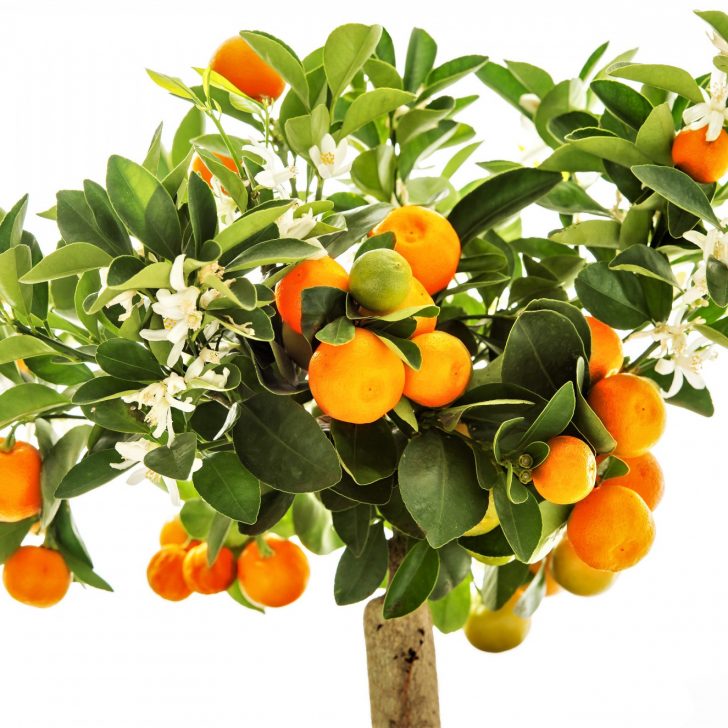 clementine Tree