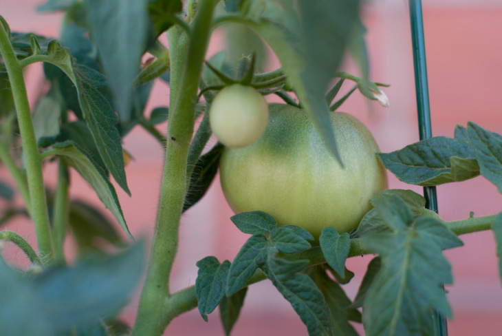 A Young Tomato Growing to Maturity