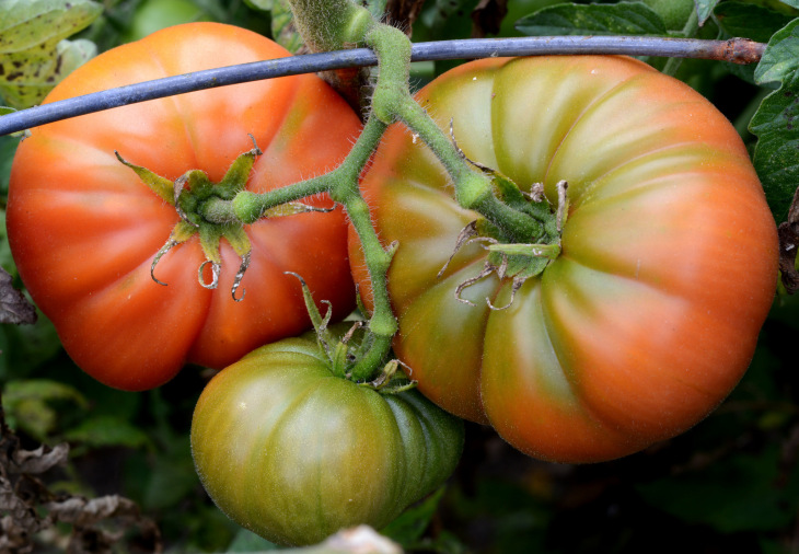 Tomato planting tips include finding a tomato suitable for your climate. 