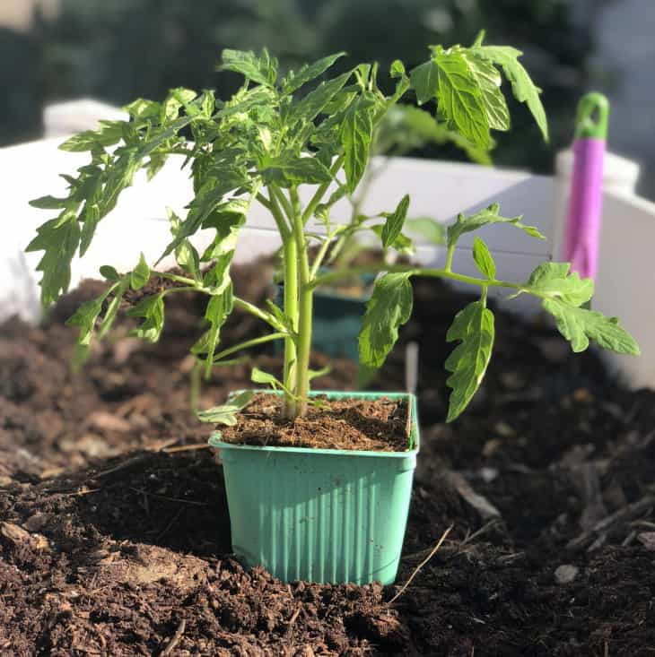 Make sure to plant your tomatoes in an area that receives full sun