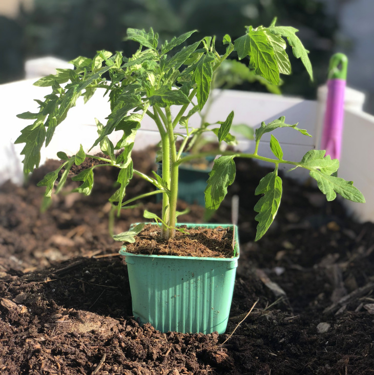 Tomato Seeding