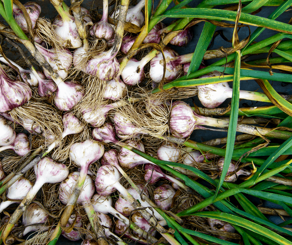 Homegrown garlic