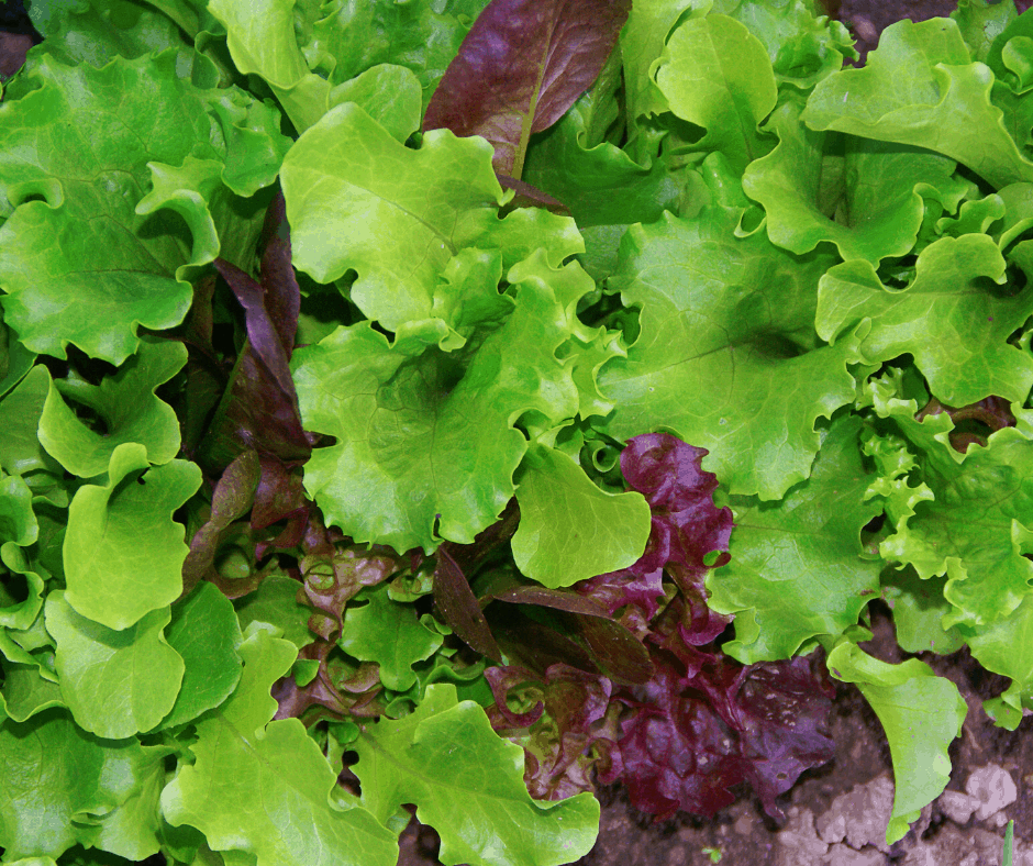 Lettuces fresh from the garden