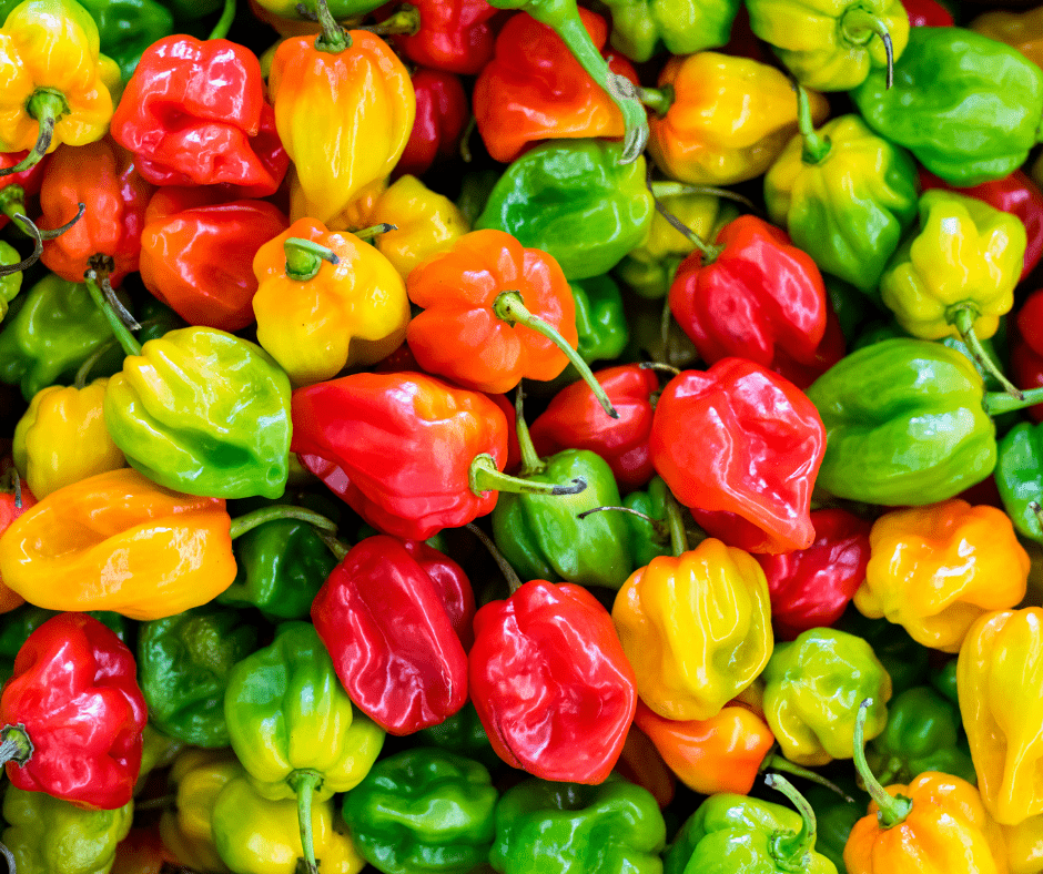 Colorful Peppers Add Some Spice to Your Garden