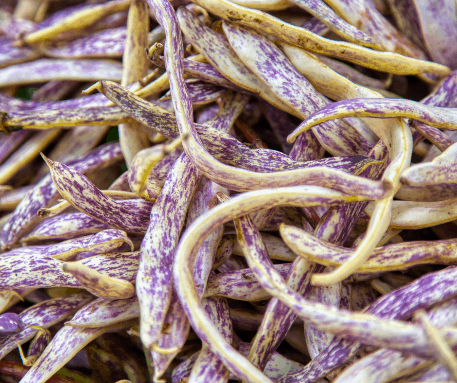 Dragon's Tongue Beans are easy to grow in Southern California