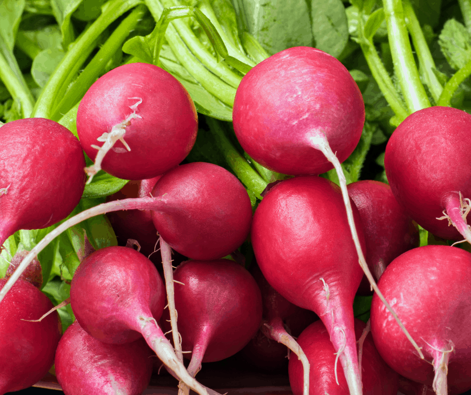 Radishes are easy to grow