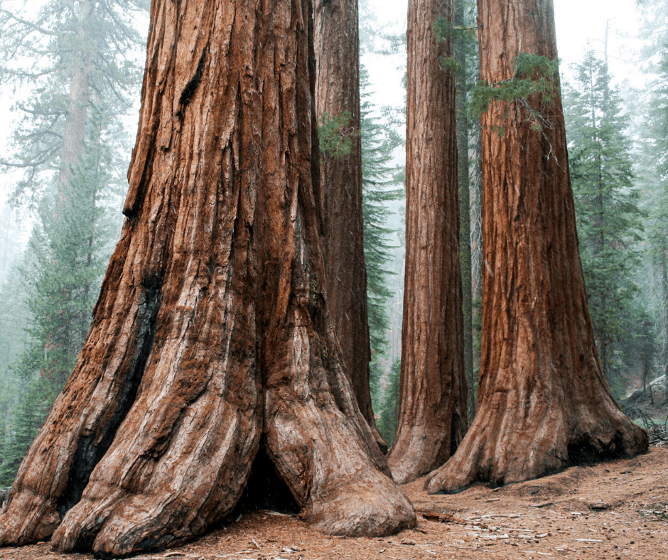 Mariposa Grove is a great place to see Sequoias in Yosemite