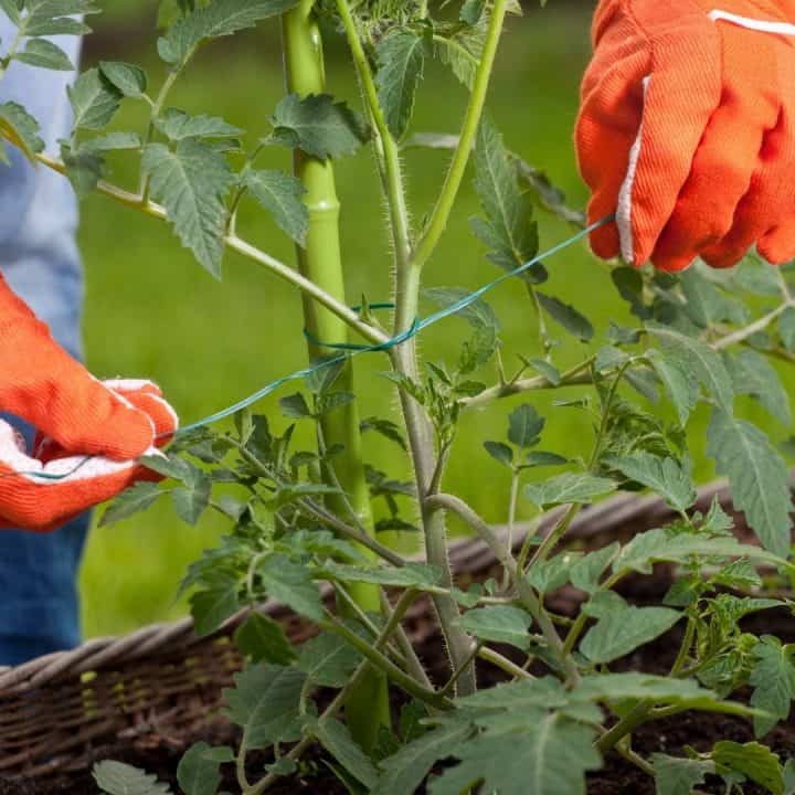 Tomato Planting Tips