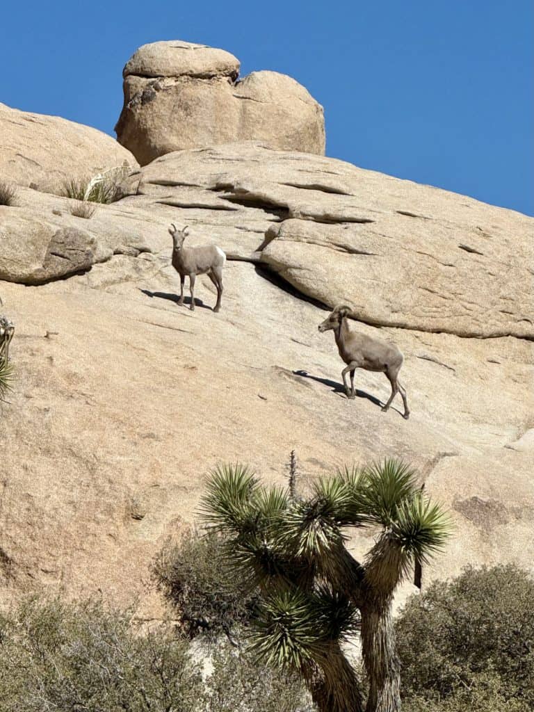 Bighorn sheep near Barker Dam
