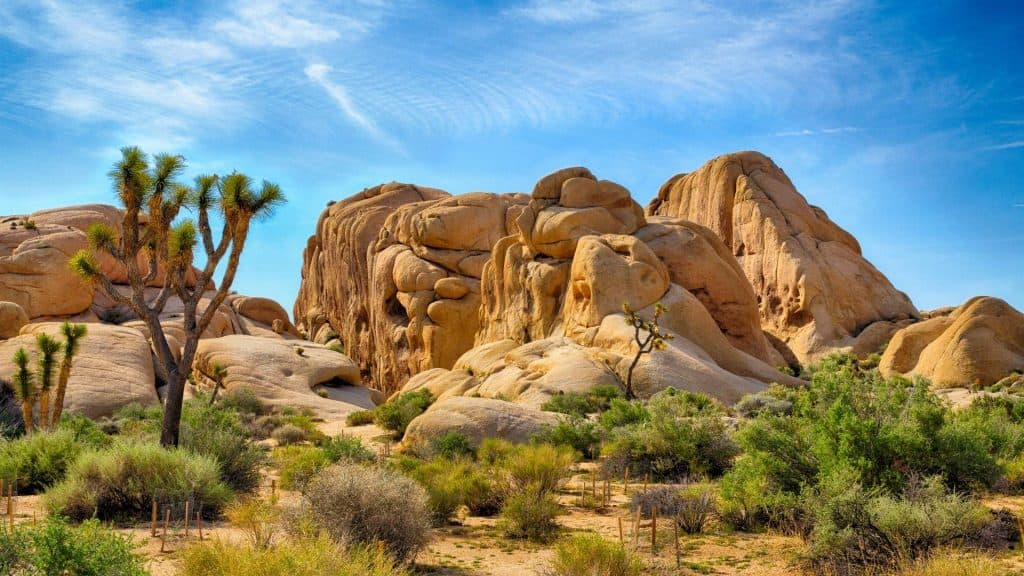Day trip from San Diego to Joshua Tree National Park