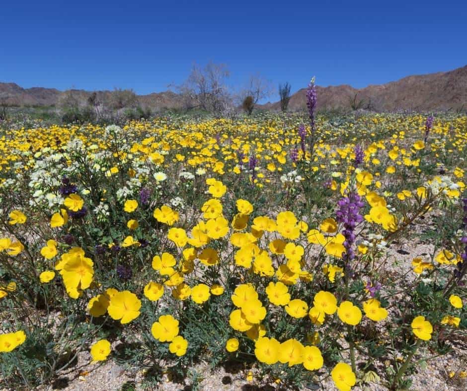 Visit Joshua Tree National Park During a spring super bloom