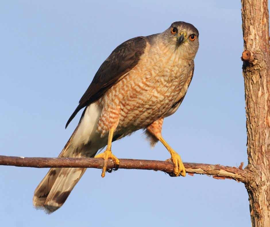 Cooper's Hawks are one of the common hawks in Southern California
