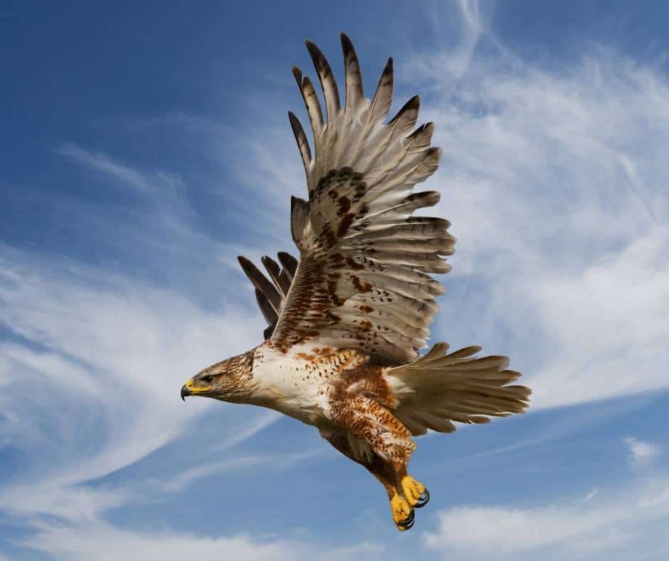 Ferruginous Hawk in flight