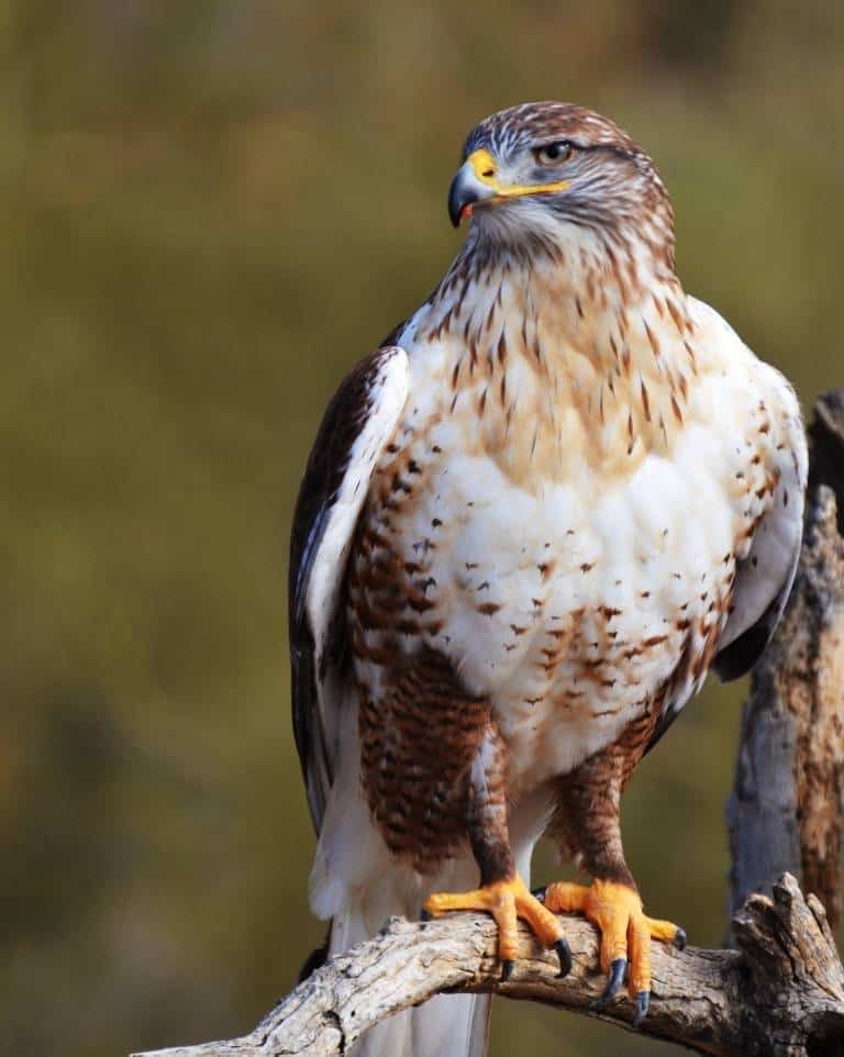 hawks in Southern California include the Ferruginous Hawk