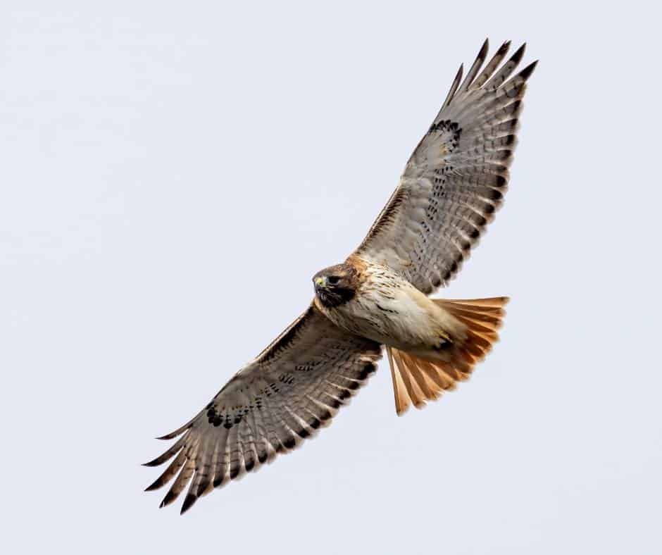 red-tailed hawks are the most common hawks in southern california