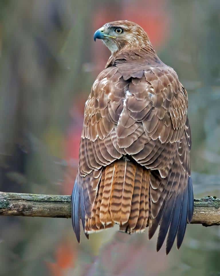 lighter morph red-tailed hawk in Southern Claifornia