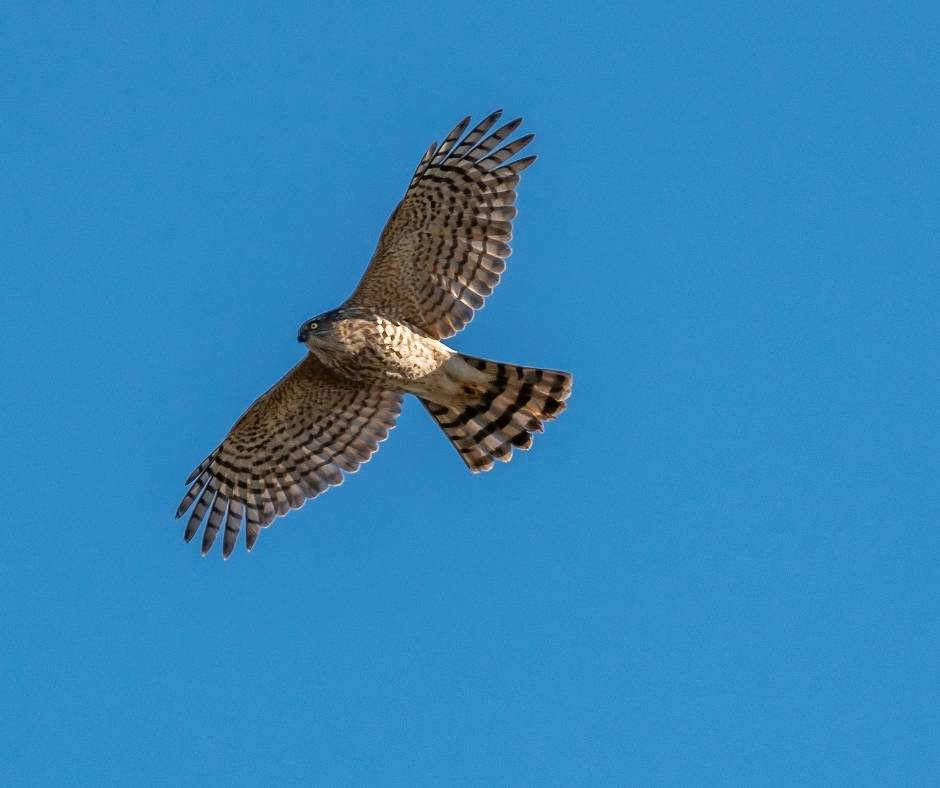 Sharp-shinned Hawks have more square-edged tails