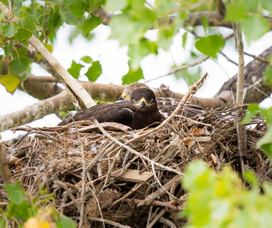 Juvenile Ferrunginous Hawk in nest