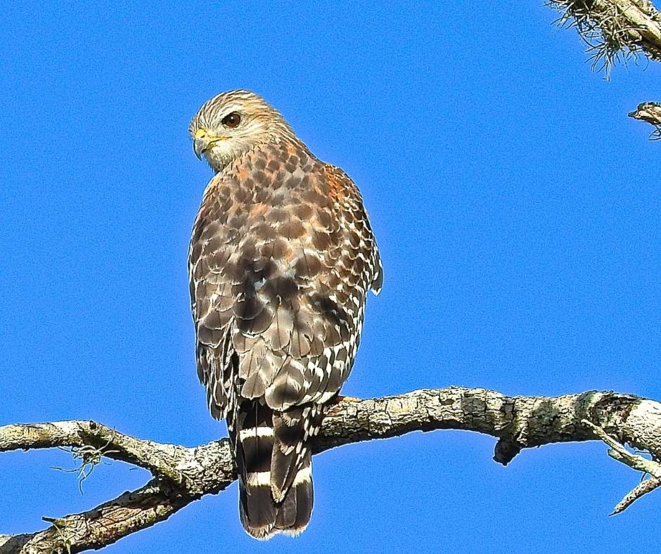 Red-shouldered hawks are some of the most common hawks in Southern California