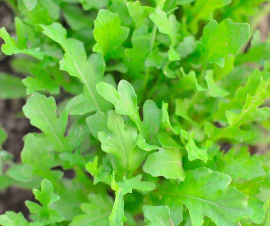 Arugula is a good herb to plant in Southern California