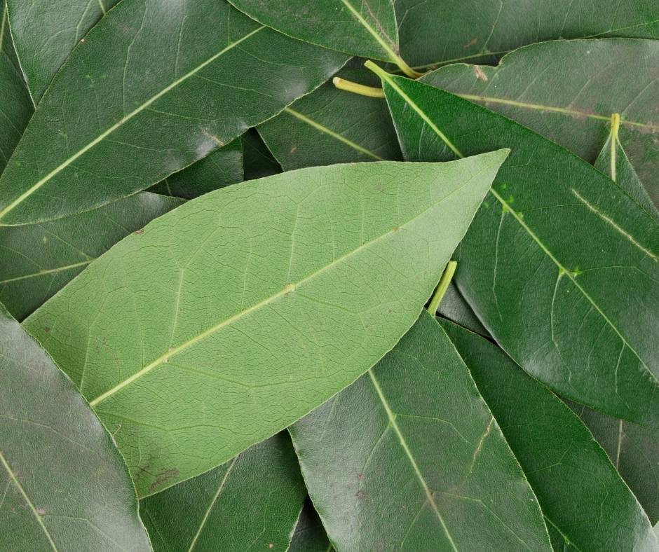 Bay Leaves is one of the best herbs to grow in Southern California