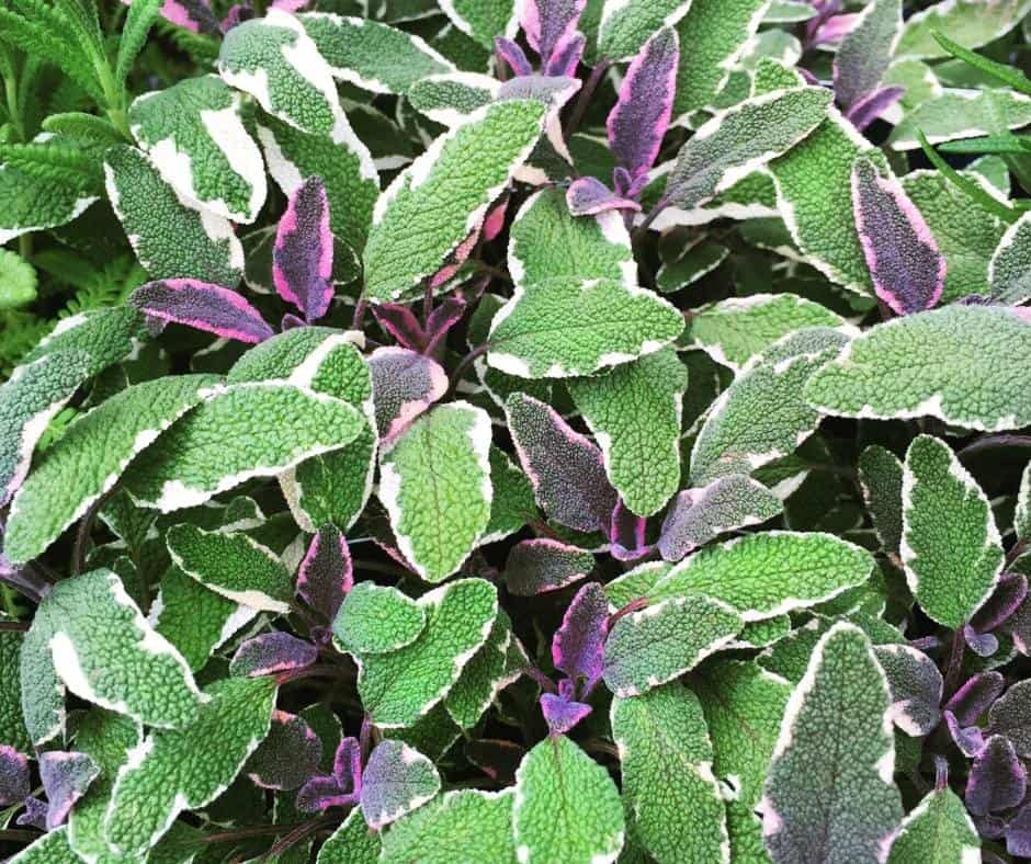 Sage is one of the best herbs to grow in Southern California