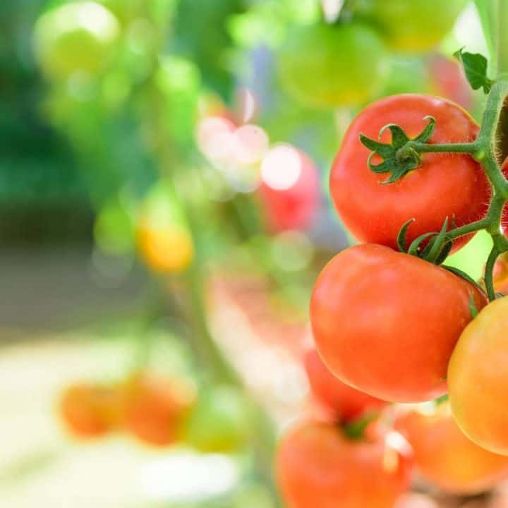10 of the Best Tomatoes to Grow in Southern California