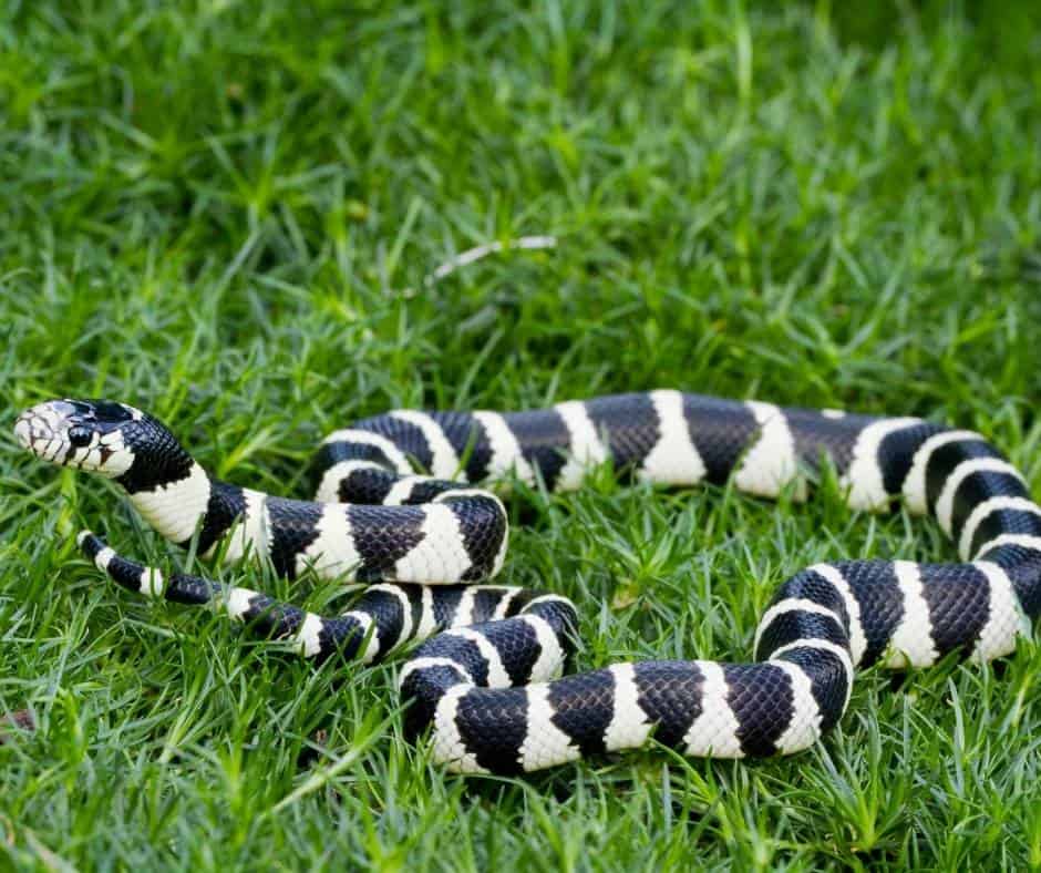Black Morph California Kingsnake is one of the most common snakes in Southern California