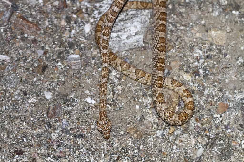 Lyre snake